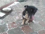 Как отучить собаку не гоняться за хвостом