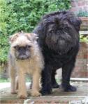 Brug (бропс, брюпс) = Brussels Griffon (брюссельский гриффон) + Pug (мопс)