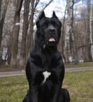 Итальянский Кане Корсо (Italian Cane Corso) 343