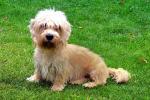 Dandie Dinmont Terrier