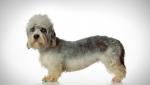 Dandie Dinmont Terrier