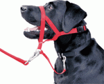 Недоуздок - аксессуар для тянущих собак
