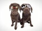 очки для собак