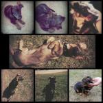 Каким будет этот щенок?