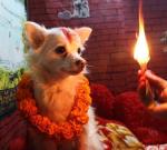 Разные судьбы непальских собак