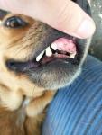 Нет зубов у молодой собаки
