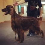 Кинологический центр DogPride
