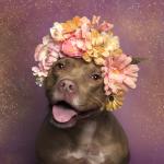 Софи Гомонд: фотографии в поддержку брошеных собак