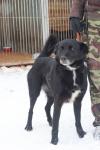 бездомная собака в Вологде
