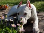 Мой DOGO ARGENTINO