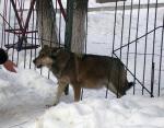 Боязливой бездомной собаке нужен дом