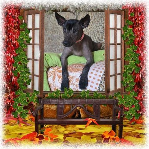 Havanna Mechta Zhyzny - Xoloitzcuintle