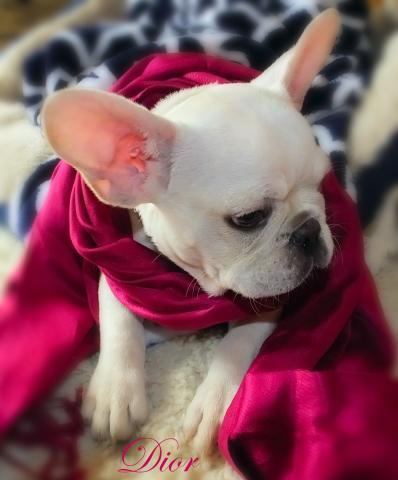 Fancy Boy)