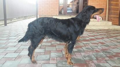 Шотландский сеттер