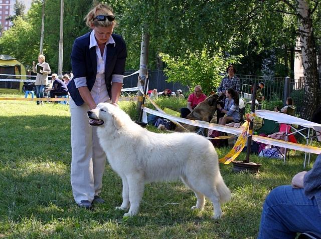 IMPERIAL CHOICE WHITE WOLF