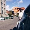 Элвис