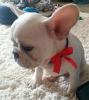 Baby Boy)