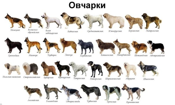 Немецкая Овчарка В Квартире Фото Немецкая Овчарка В Квартире Фото