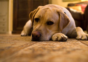 Собаки грустят, когда остаются одни дома | MyDog.su - сайт о собаках
