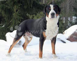 Большая швейцарская горная пастушья собака