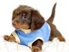 Аватар пользователя NiceDog