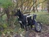 Аватар пользователя animalhelp