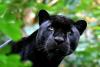 Аватар пользователя blackcat