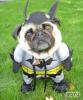 Аватар пользователя PugLove