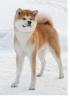 Аватар пользователя akita-h